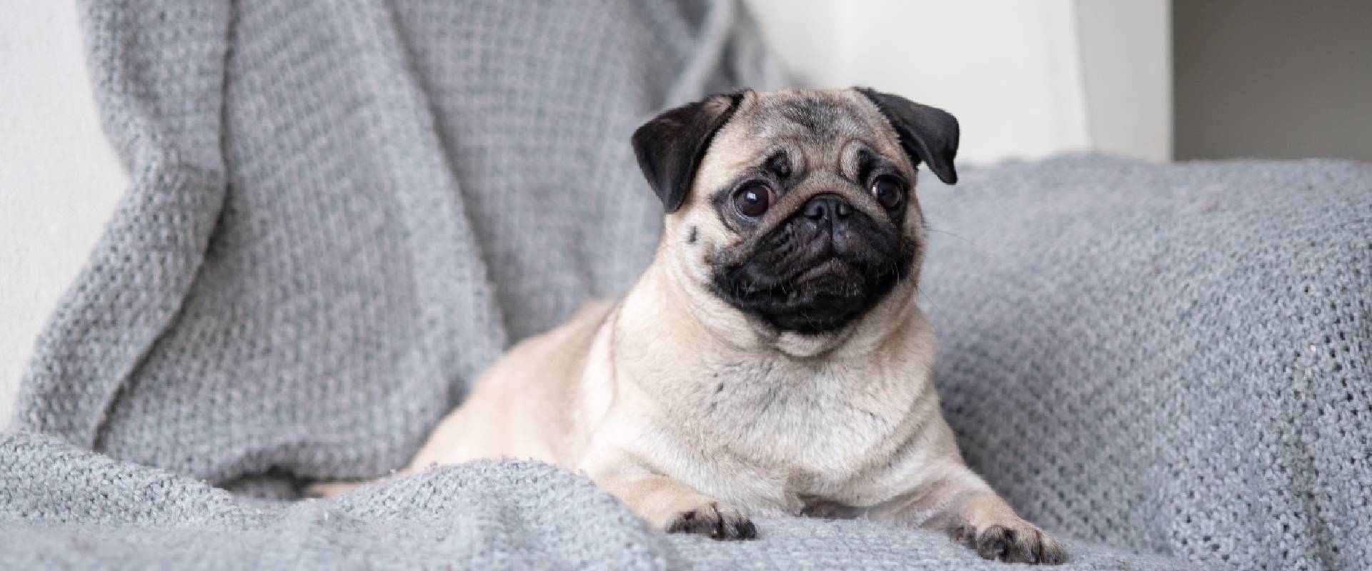 Crate training outlet pug at night